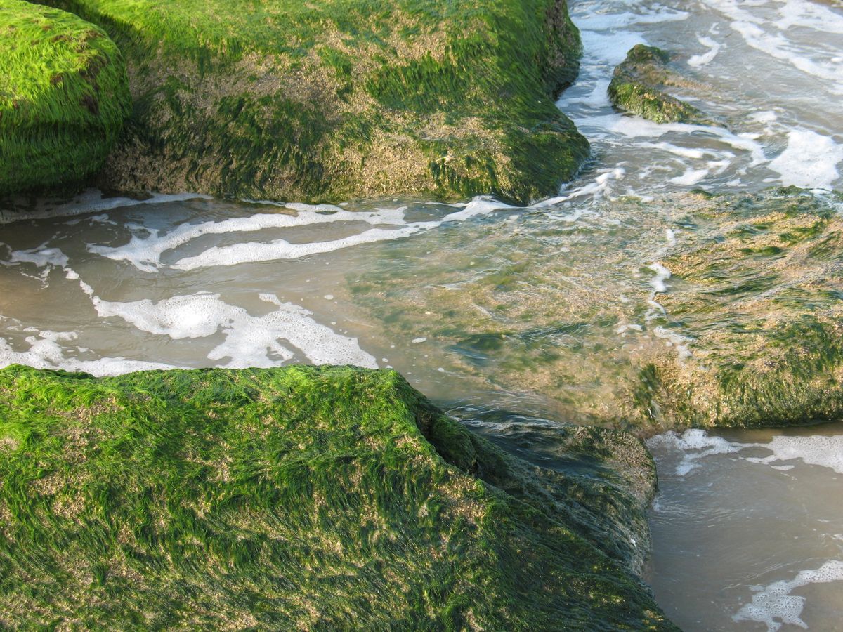 Tidepools